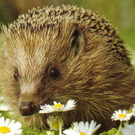 igel.jpg