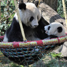 Panda Fu Bao hat neue Lieblingsbeschäftigung: Schaukeln