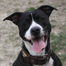 Tina: Aufgeweckte Hündin wünscht sich schönen Kuschelplatz