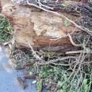 DSC_0111.JPG