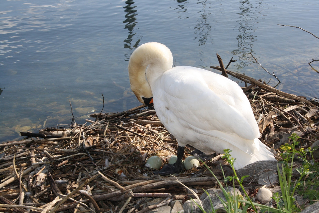 Schwan Nest HAFEN 24-04-2014 _2_.JPG