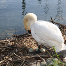 Bald gibt es „Schwanen-Nachwuchs“ im Lochauer Hafen 