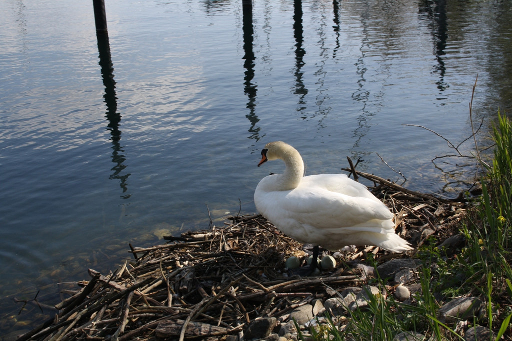 Schwan Nest HAFEN 24-04-2014 _6_.JPG