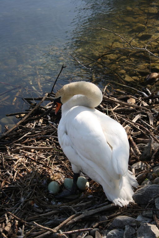 Schwan Nest HAFEN 24-04-2014 _3_.JPG