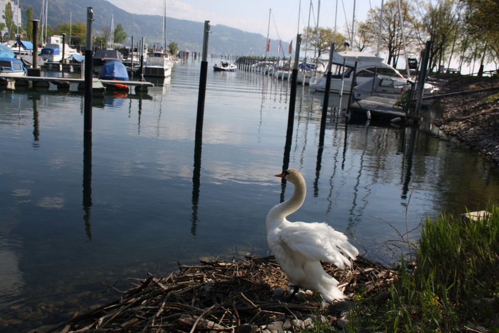 Schwan Nest HAFEN 24-04-2014 _8_.JPG