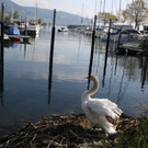 Schwan Nest HAFEN 24-04-2014 _8_.JPG