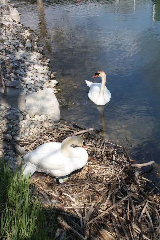 Schwan Nest HAFEN 24-04-2014 _4_.JPG