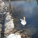 Schwan Nest HAFEN 24-04-2014 _4_.JPG