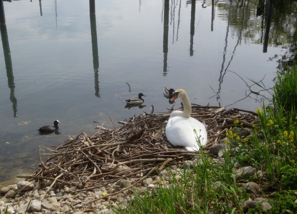 Schwan Nest HAFEN 24-04-2014 _13_.JPG
