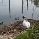 Schwan Nest HAFEN 24-04-2014 _13_.JPG