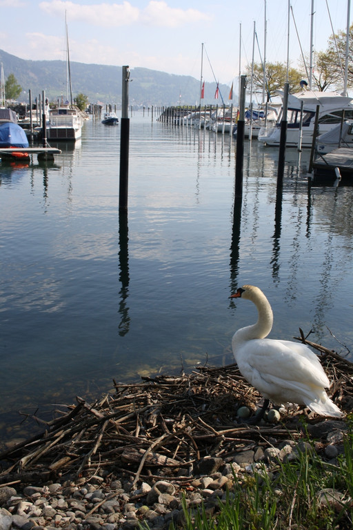 Schwan Nest HAFEN 24-04-2014 _9_.JPG