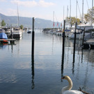 Schwan Nest HAFEN 24-04-2014 _9_.JPG