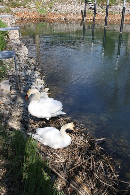 Schwan Nest HAFEN 24-04-2014 _5_.JPG