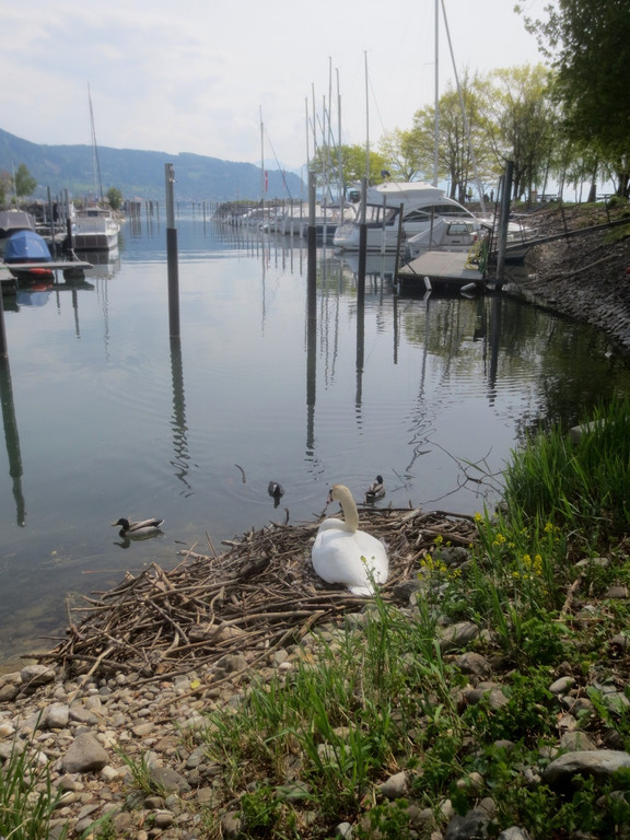 Schwan Nest HAFEN 24-04-2014 _11_.JPG