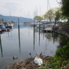 Schwan Nest HAFEN 24-04-2014 _11_.JPG
