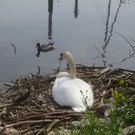 Schwan Nest HAFEN 24-04-2014 _12_.JPG