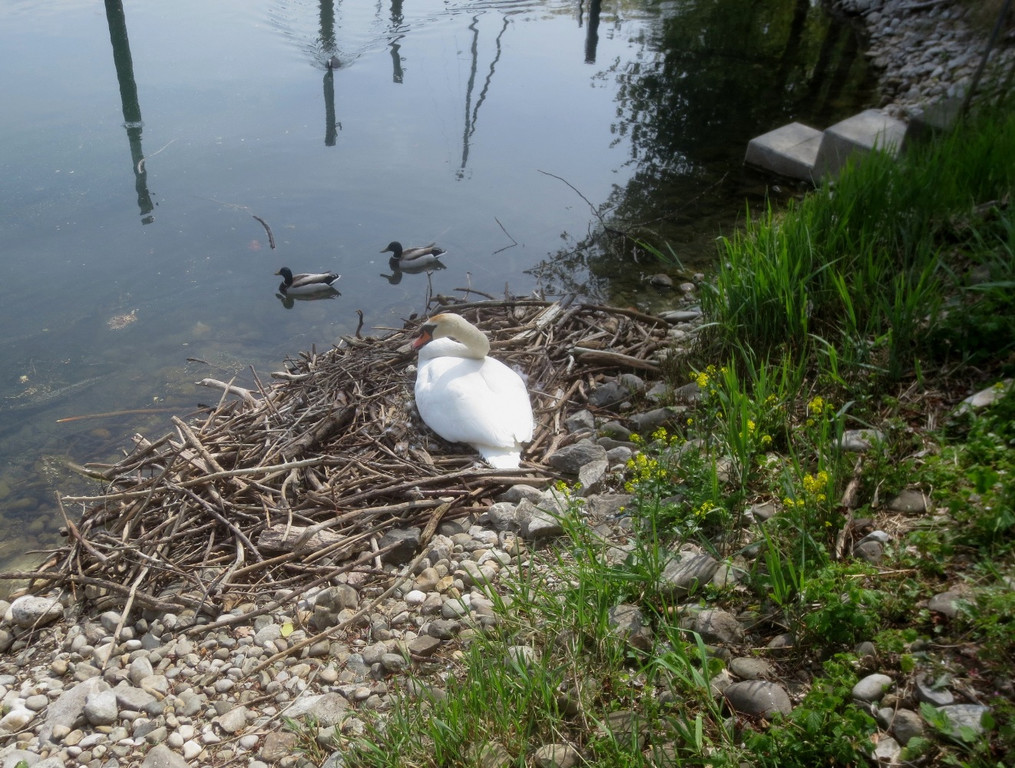 Schwan Nest HAFEN 24-04-2014 _14_.JPG