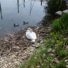 Schwan Nest HAFEN 24-04-2014 _14_.JPG