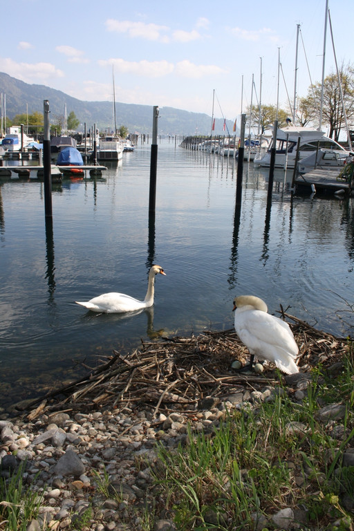 Schwan Nest HAFEN 24-04-2014 _10_.JPG