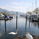 Schwan Nest HAFEN 24-04-2014 _10_.JPG