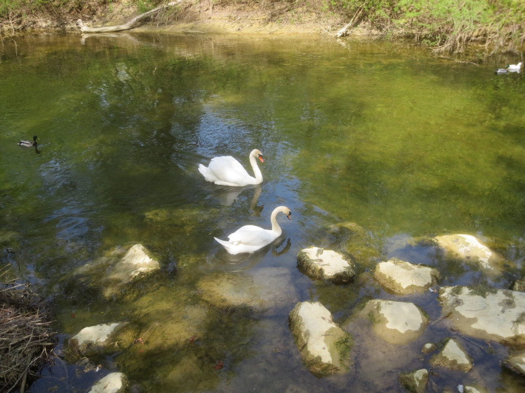 Schw__ne Leiblach 23-04-2014 _3_.JPG