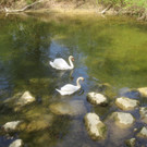 Schw__ne Leiblach 23-04-2014 _3_.JPG