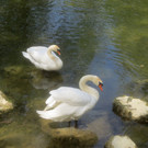 Schw__ne Leiblach 23-04-2014 _1_.JPG