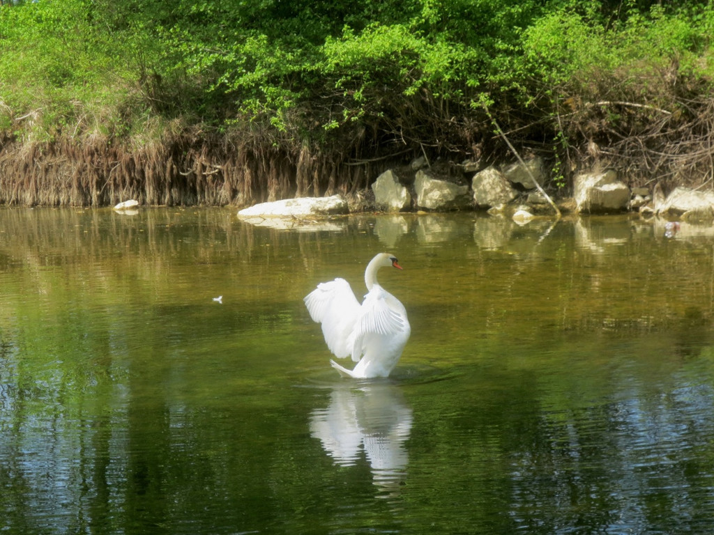 Schw__ne Leiblach 23-04-2014 _5_.JPG