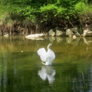 Schw__ne Leiblach 23-04-2014 _5_.JPG