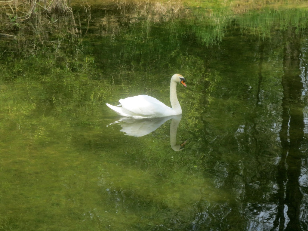 Schw__ne Leiblach 23-04-2014 _4_.JPG
