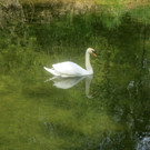 Schw__ne Leiblach 23-04-2014 _4_.JPG