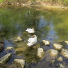 Schw__ne Leiblach 23-04-2014 _2_.JPG