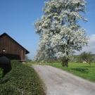 Fr__hling Hochstammkulturen _2_.jpg