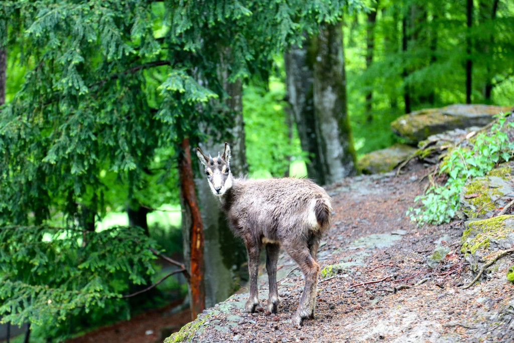 KOE_Tierpate Jobarid 5.jpg