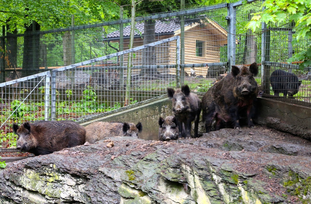 KOE_Tierpatin Viktoria Thurnher 9.jpg