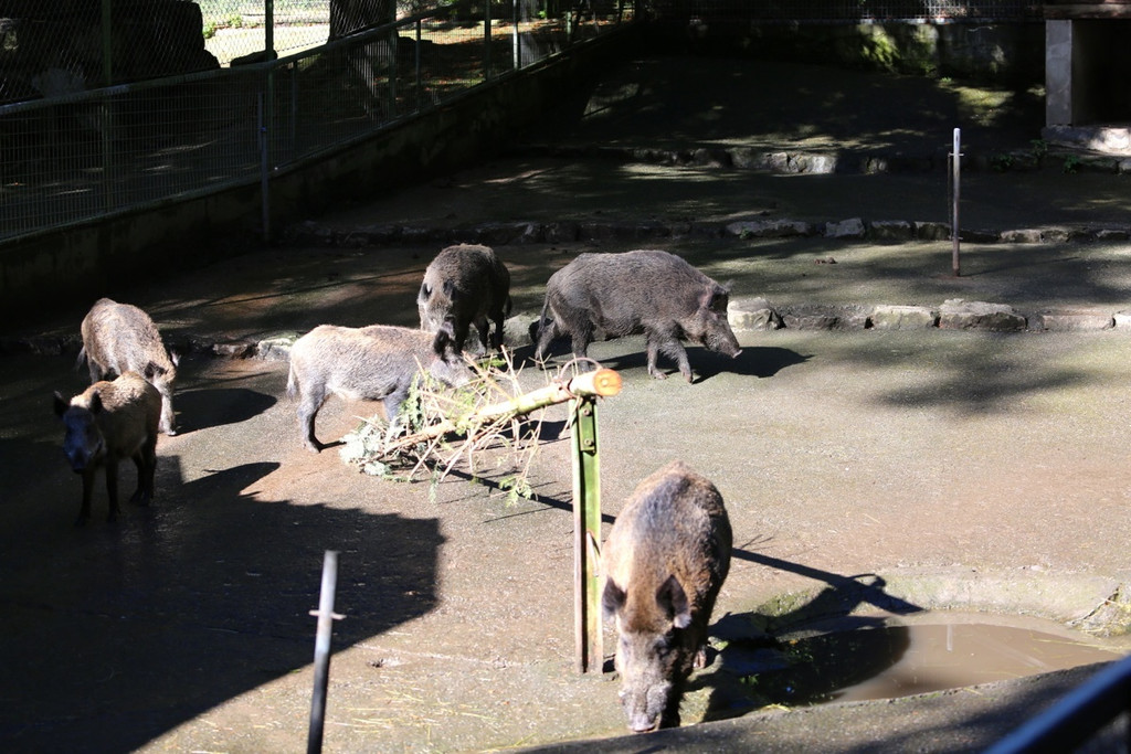 KOE_Tierpatin Viktoria Thurnher 10.jpg