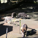 KOE_Tierpatin Viktoria Thurnher 10.jpg