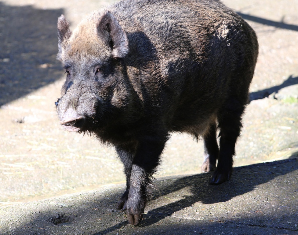 KOE_Tierpatin Viktoria Thurnher 11.jpg