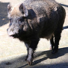 KOE_Tierpatin Viktoria Thurnher 11.jpg