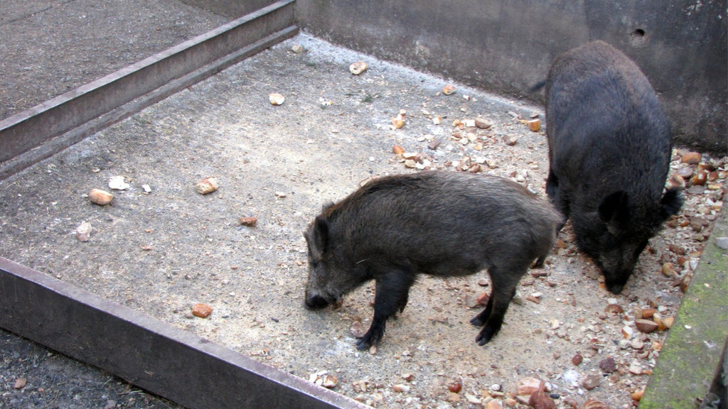 KOE_Tierpatin Viktoria Thurnher 12.jpg