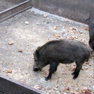 KOE_Tierpatin Viktoria Thurnher 12.jpg