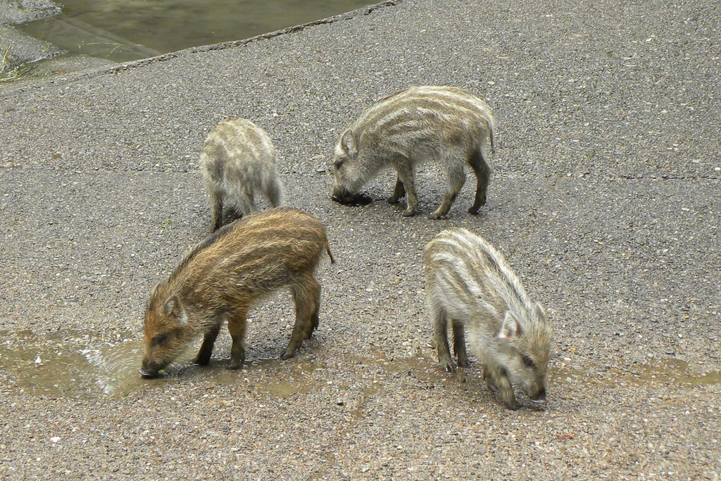 KOE_Tierpatin Viktoria Thurnher 14.jpg