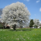 Fr__hling Hochstammkulturen _8_.jpg