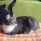 Unsere vermisste Katze Lilly