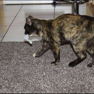 Penny: Schildpatt-Schönheit sucht ihren Kuschelplatz