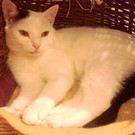 Felice: Hübsche Katze wünscht sich Daheim mit Artgenossen