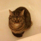 Kitty: Seniorin wünscht sich feinen Platz für ihren Lebensabend