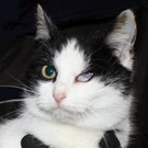 Laura: Freundliche Kuschel-Katze hätte gern schönes Daheim