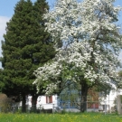 Fr__hling Hochstammkulturen _13_.jpg