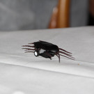 bea_To__dliches_Dinner_2014 _197 von 252_.jpg